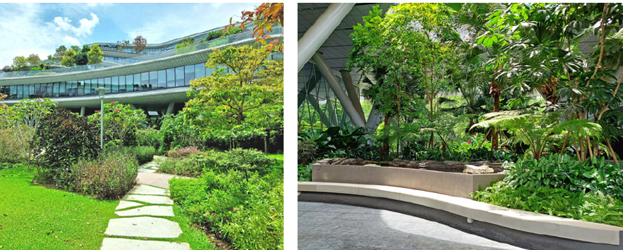 Image shows roof garden of wilmar headquarters, and the internal greenery of the area as well.